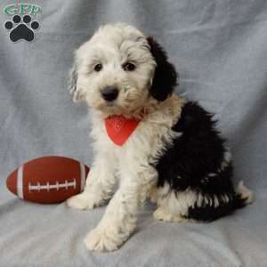 Kenny, Sheepadoodle Puppy