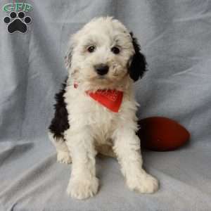 Kenny, Sheepadoodle Puppy