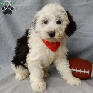 Kenny, Sheepadoodle Puppy