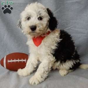 Kenny, Sheepadoodle Puppy