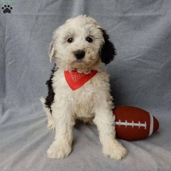 Kenny, Sheepadoodle Puppy