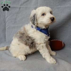 Robby, Sheepadoodle Puppy