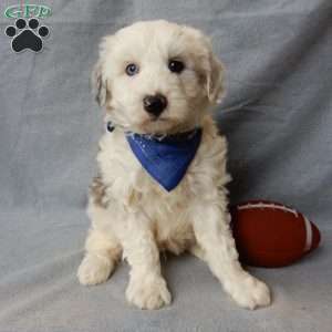 Robby, Sheepadoodle Puppy