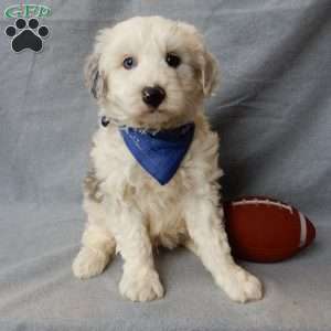 Robby, Sheepadoodle Puppy
