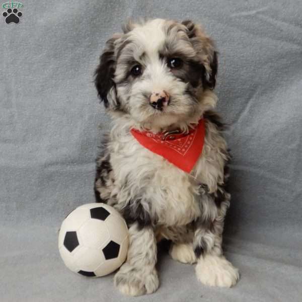 Cash, Sheepadoodle Puppy