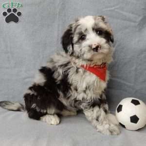 Cash, Sheepadoodle Puppy