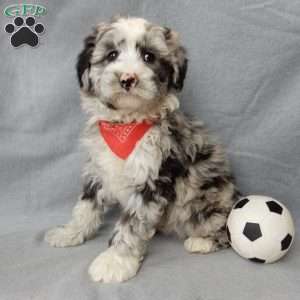Cash, Sheepadoodle Puppy