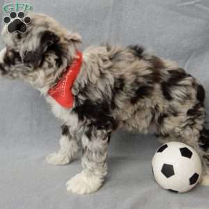 Cash, Sheepadoodle Puppy