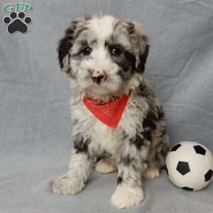 Cash, Sheepadoodle Puppy