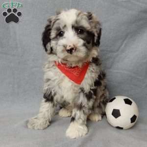 Cash, Sheepadoodle Puppy