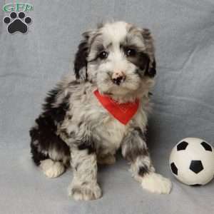 Cash, Sheepadoodle Puppy