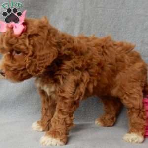 Eliza, Cavapoo Puppy