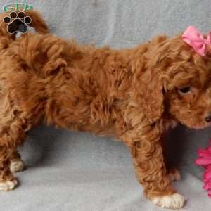 Eliza, Cavapoo Puppy