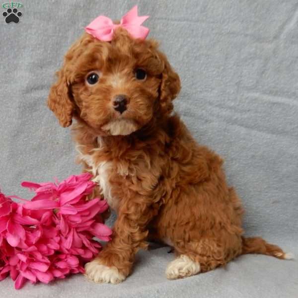 Eliza, Cavapoo Puppy