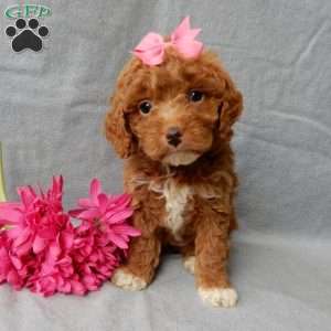 Eliza, Cavapoo Puppy