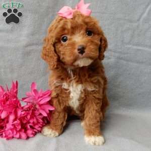 Eliza, Cavapoo Puppy