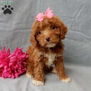Eliza, Cavapoo Puppy