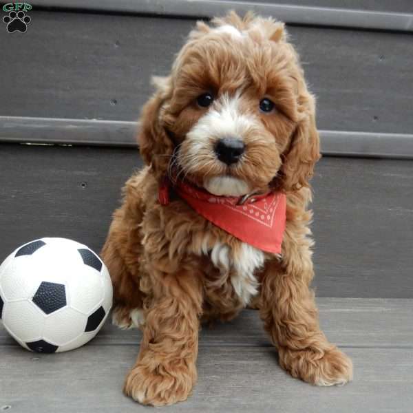 Nemo, Mini Goldendoodle Puppy