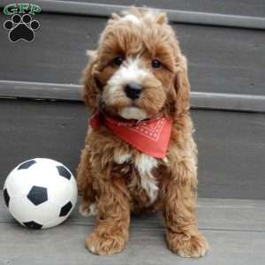 Nemo, Mini Goldendoodle Puppy