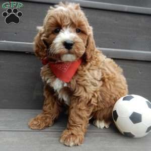 Nemo, Mini Goldendoodle Puppy