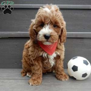Nemo, Mini Goldendoodle Puppy