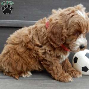 Nemo, Mini Goldendoodle Puppy