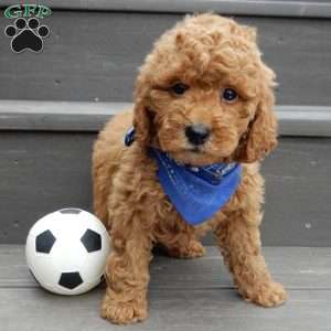 Kole, Mini Goldendoodle Puppy