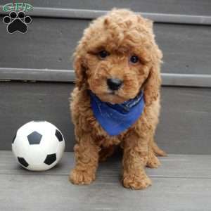 Kole, Mini Goldendoodle Puppy