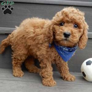 Kole, Mini Goldendoodle Puppy