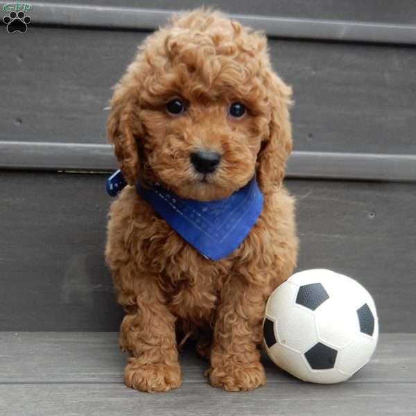 Kole, Mini Goldendoodle Puppy