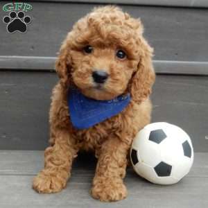 Kole, Mini Goldendoodle Puppy