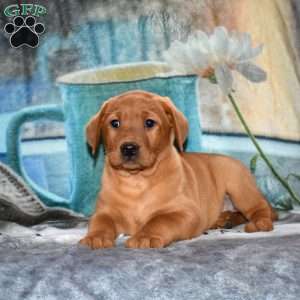 Rachele, Fox Red Labrador Retriever Puppy