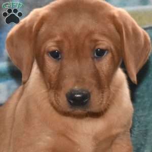 Rachele, Fox Red Labrador Retriever Puppy