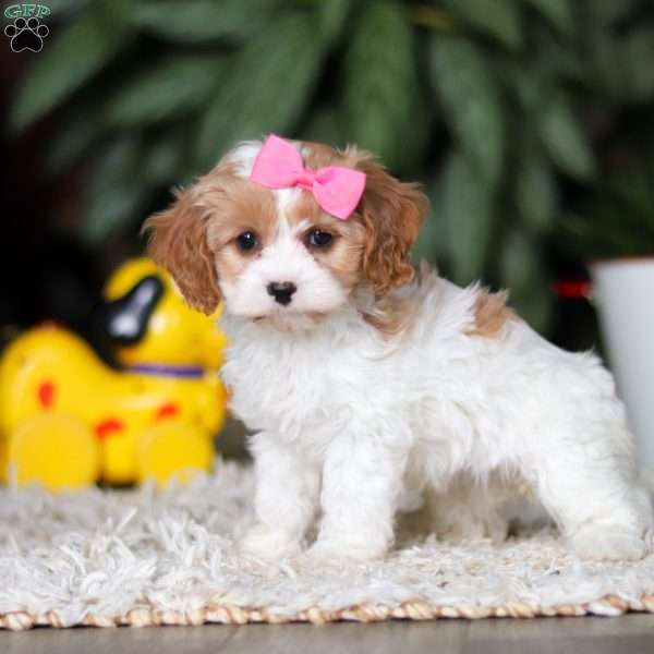 Rachelle, Cavapoo Puppy