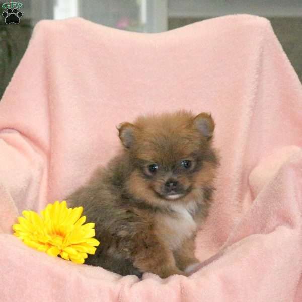Rachelle, Pomeranian Puppy