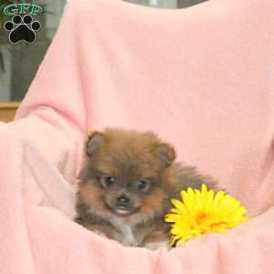 Rachelle, Pomeranian Puppy