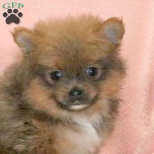 Rachelle, Pomeranian Puppy