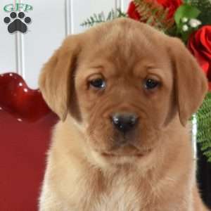 Raisin, Fox Red Labrador Retriever Puppy