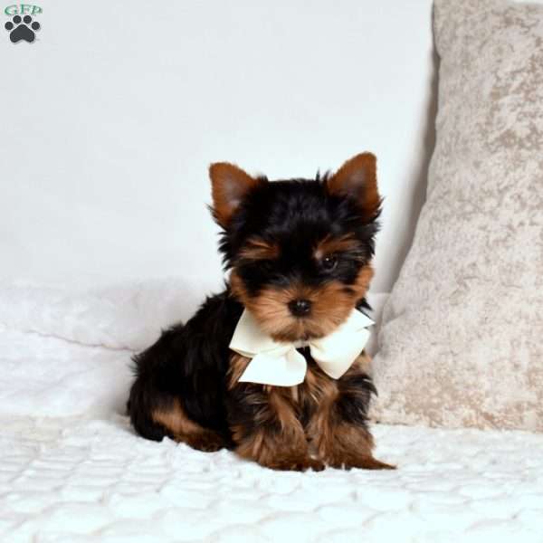 Ralph, Yorkie Puppy