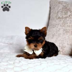 Ralph, Yorkie Puppy