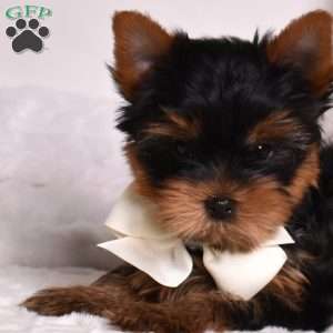 Ralph, Yorkie Puppy