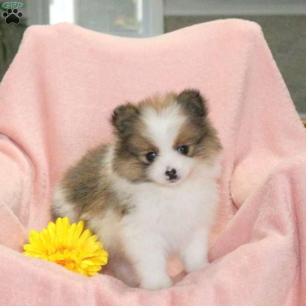 Randy, Pomeranian Puppy