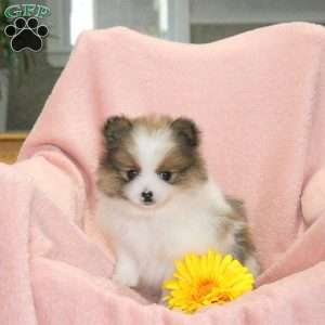 Randy, Pomeranian Puppy
