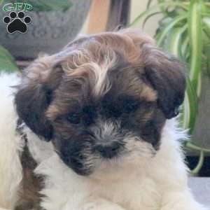 Randy, Teddy Bear Puppy