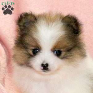 Randy, Pomeranian Puppy