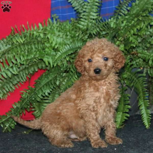 Randy, Goldendoodle Puppy