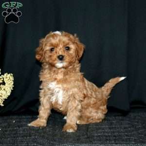 Randy, Cavapoo Puppy