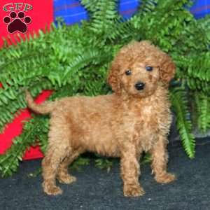 Randy, Goldendoodle Puppy