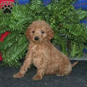 Randy, Goldendoodle Puppy