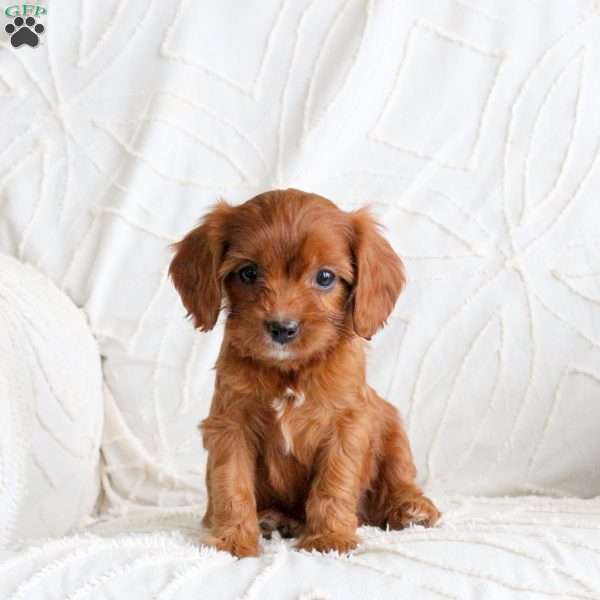 Ranger, Cavapoo Puppy